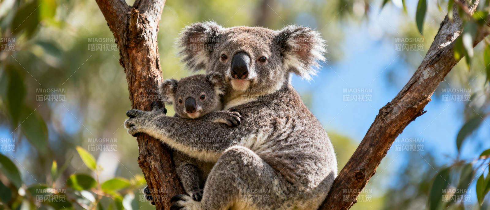 树上母子考拉图片