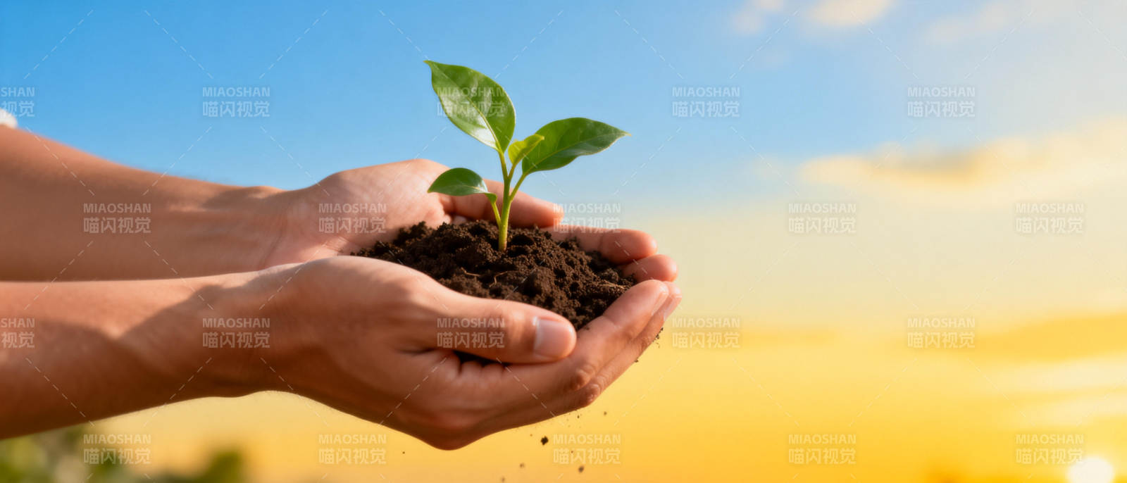 守护新生绿芽图片