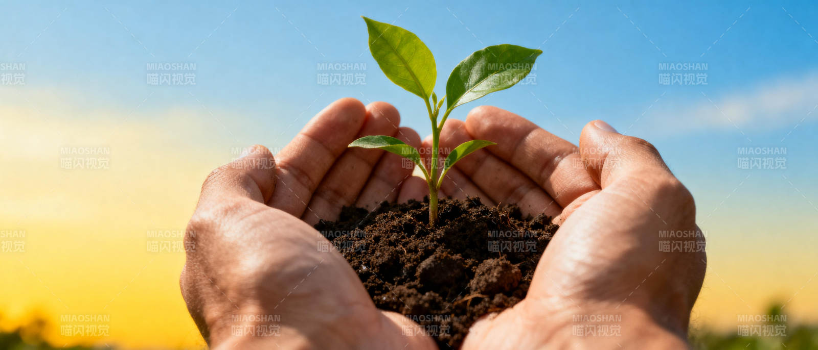 呵护新生绿芽图片