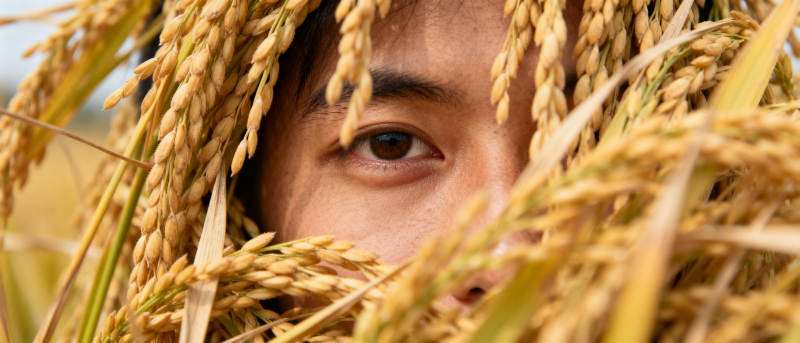 稻田中的眼睛图片