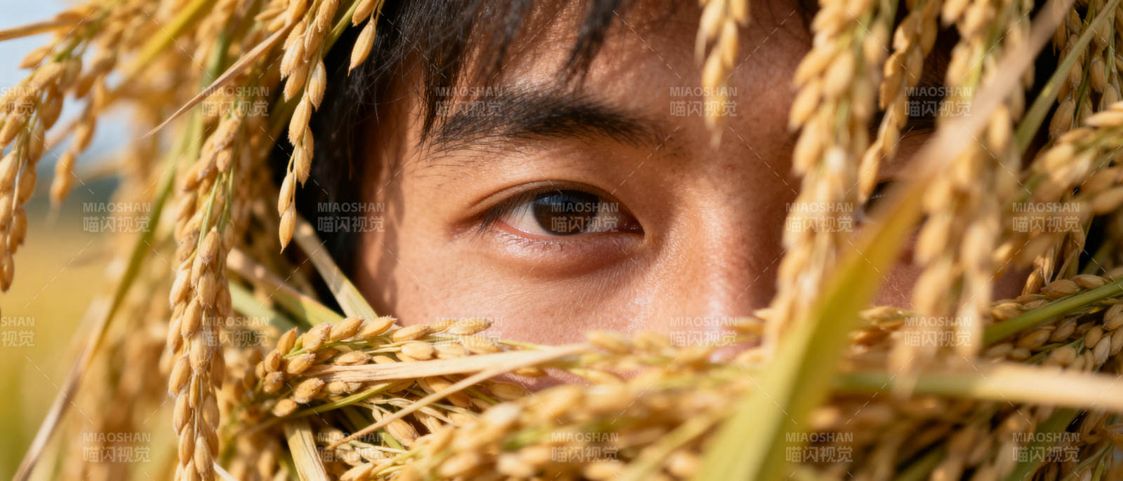 稻田中的少年目光图片