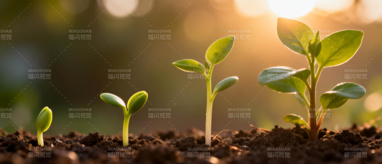幼苗成长记图片