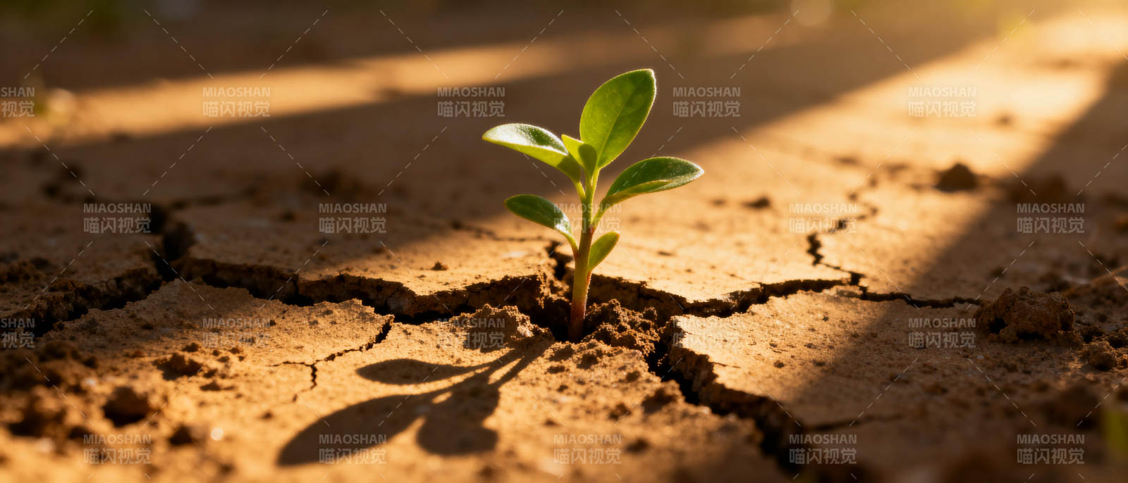 希望之苗破土而出图片