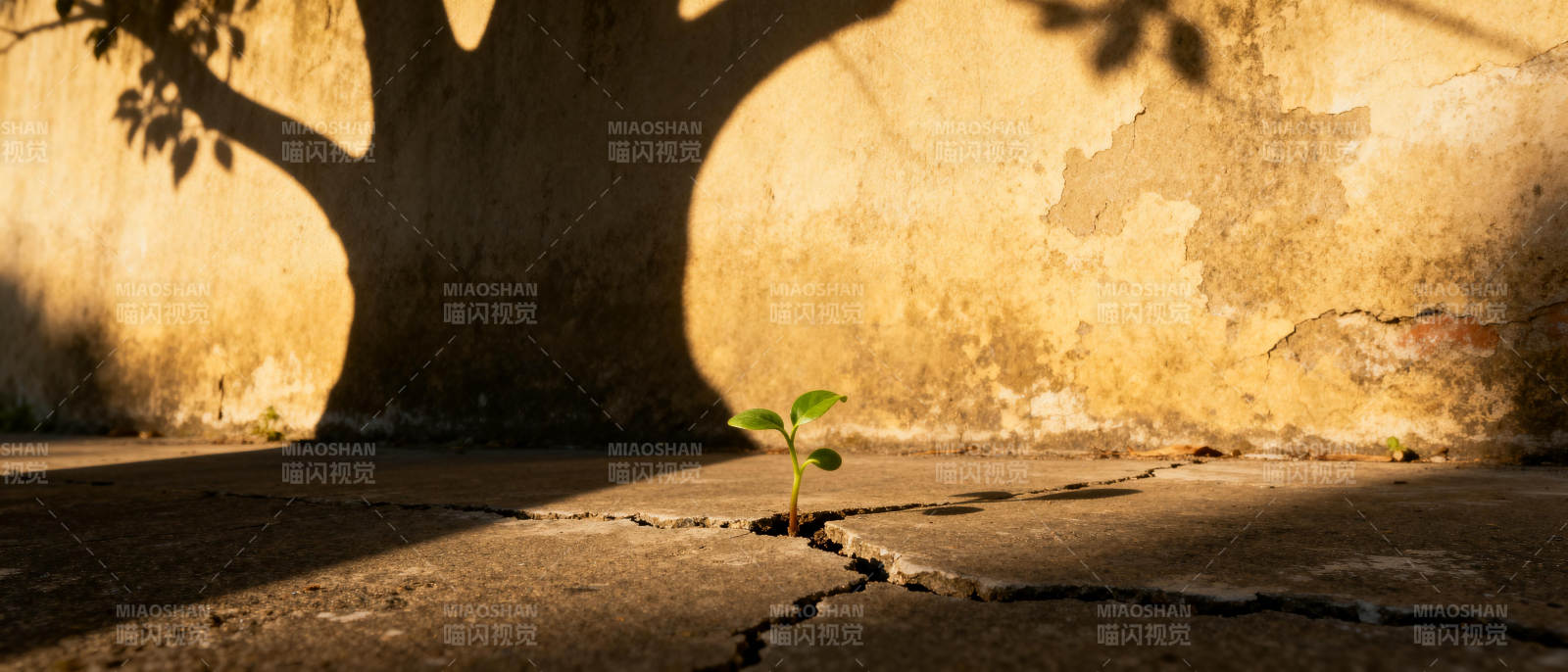 裂缝中的希望图片