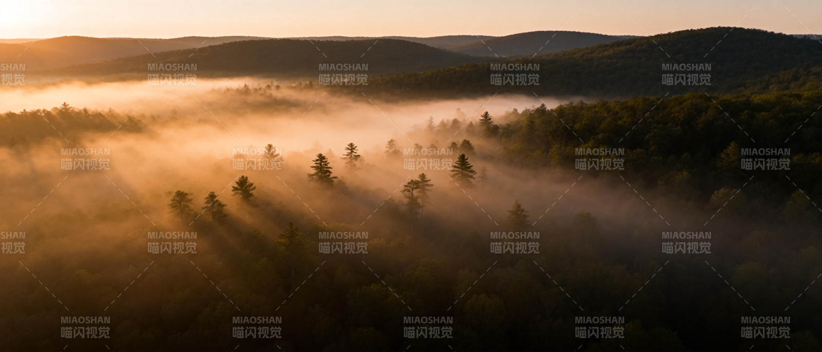 晨雾森林光影图片