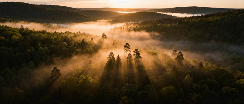 晨雾森林光影图片