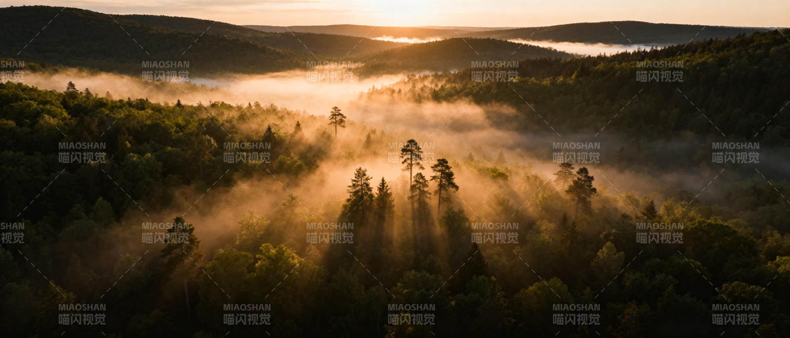 晨雾森林光影图片