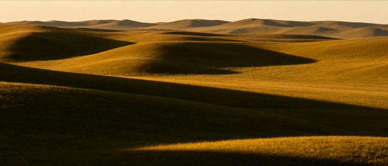 金色麦浪起伏图片