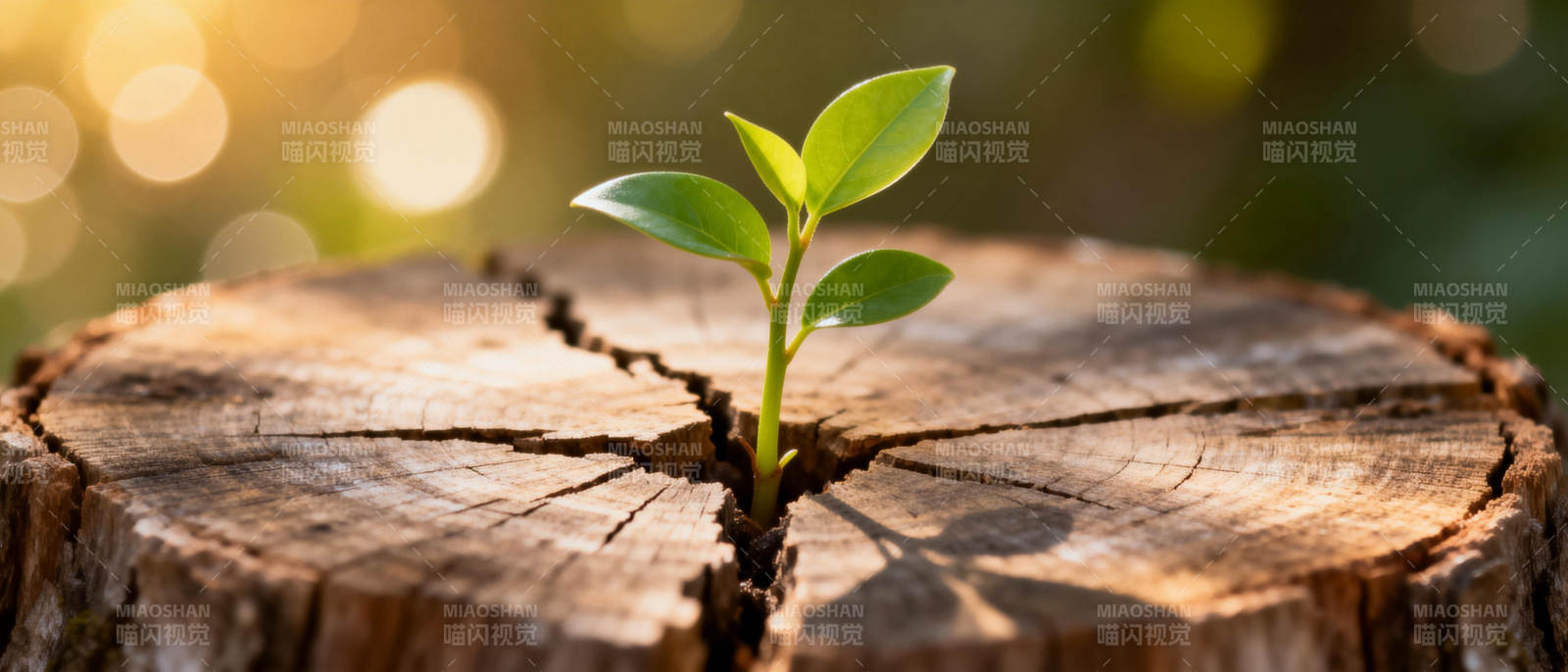 新芽破土而出图片