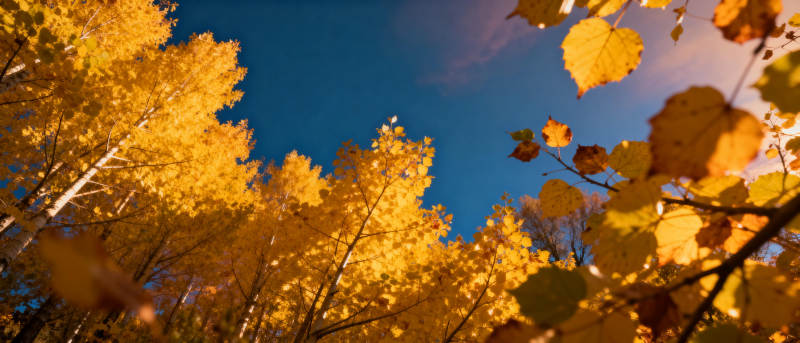 秋叶映蓝天图片