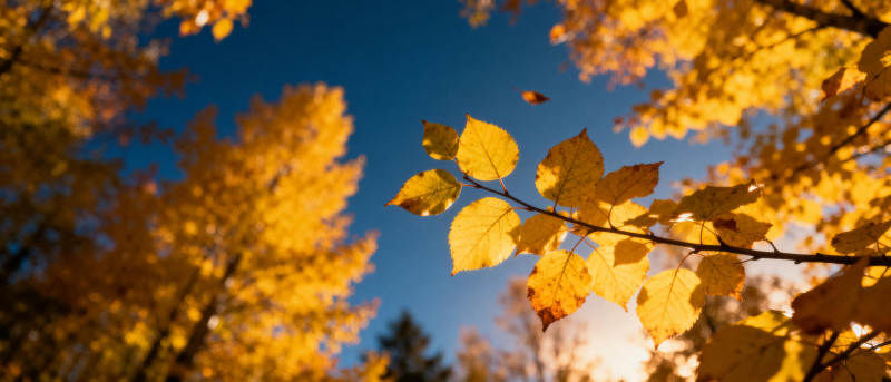 秋叶金黄映蓝天图片
