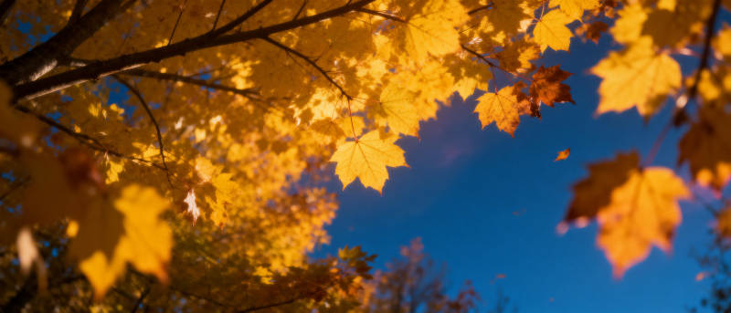 秋叶映蓝天图片