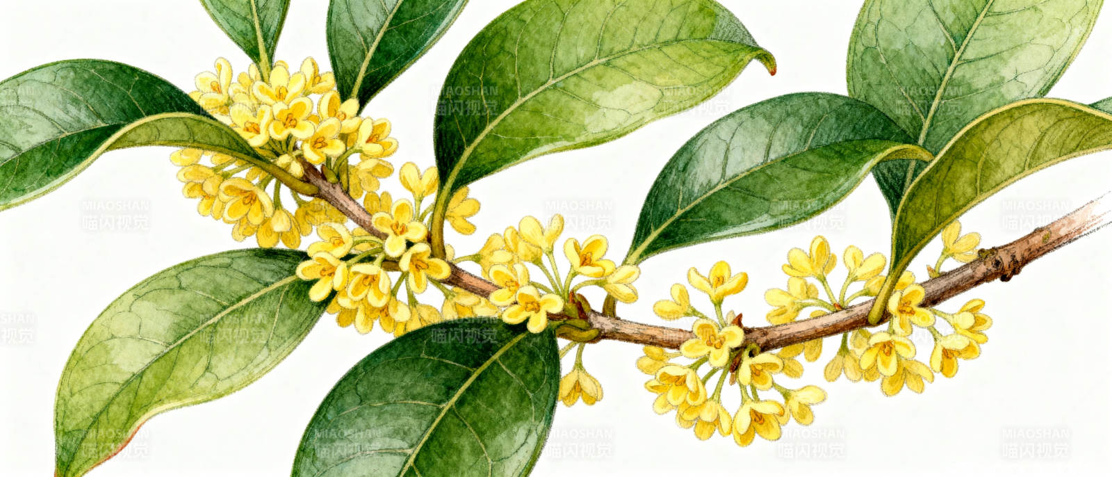 桂花枝头绽放图片