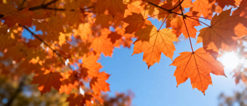 秋叶映蓝天图片