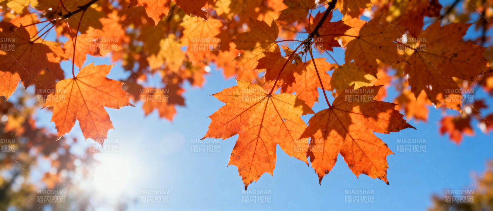 秋叶映蓝天图片