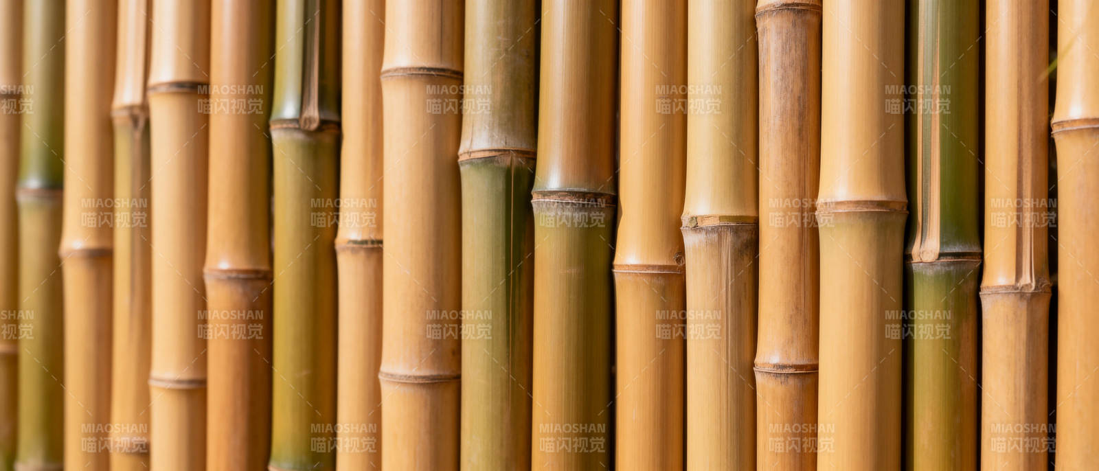 竹林密布 自然之美图片