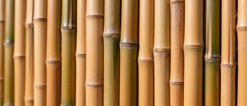 竹林密布 自然之美图片