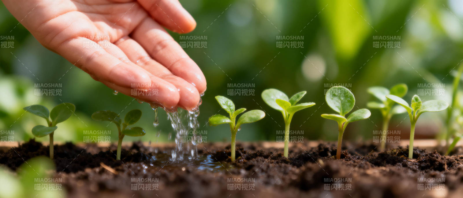 呵护幼苗成长图片