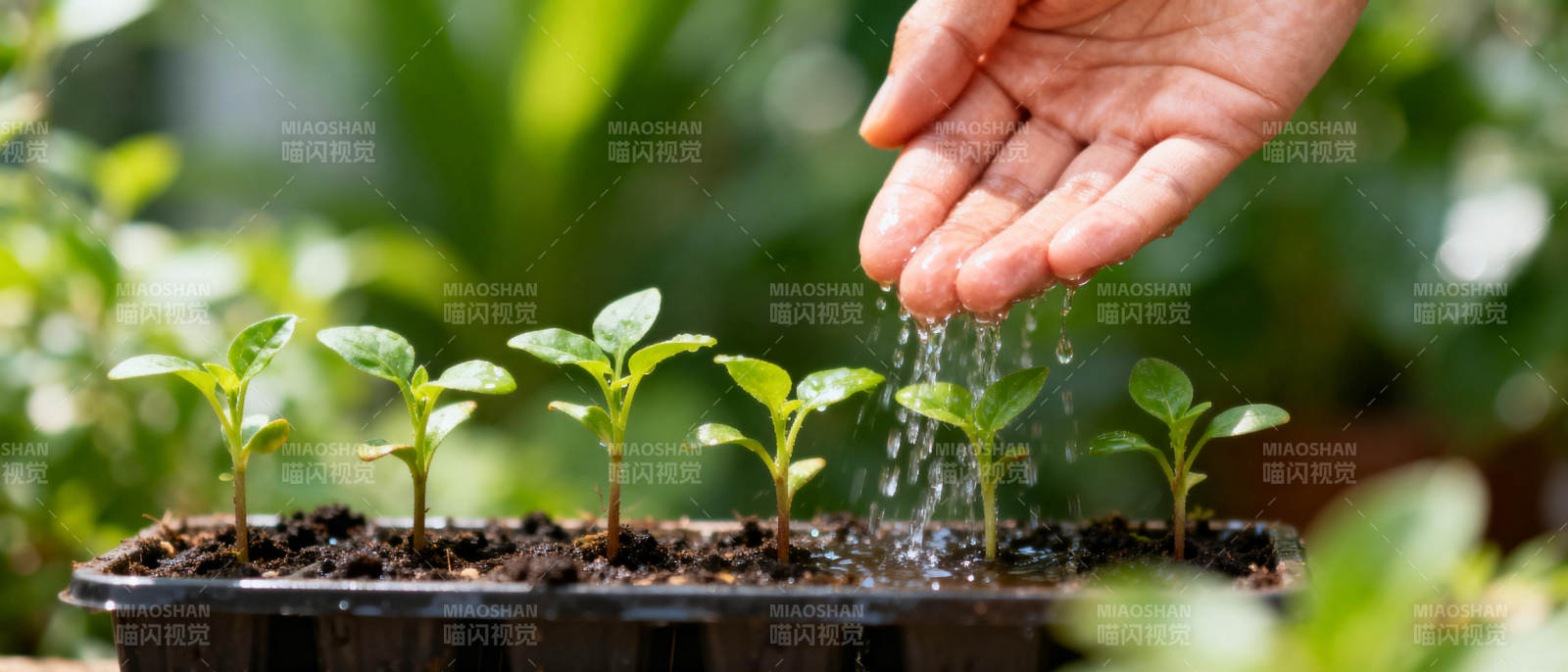 手浇水嫩芽生长图片