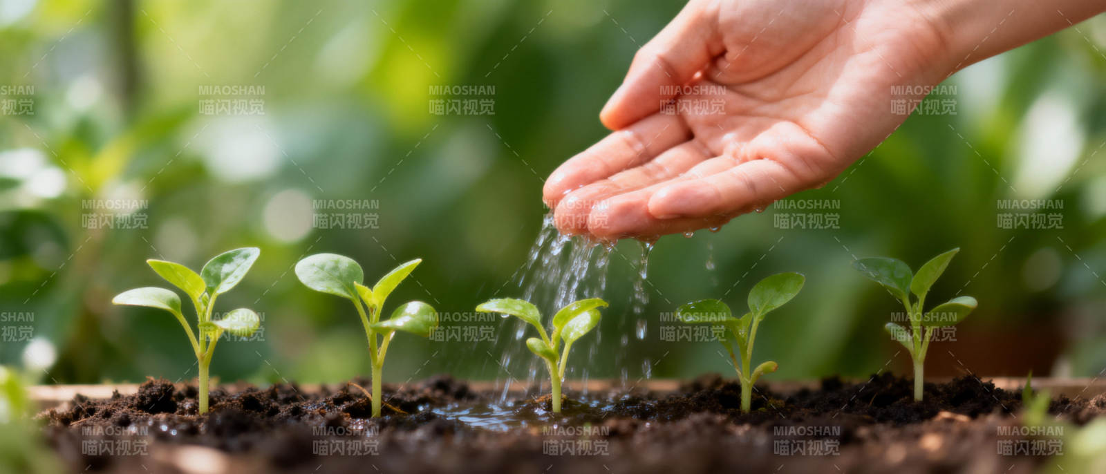 手浇水幼苗图片