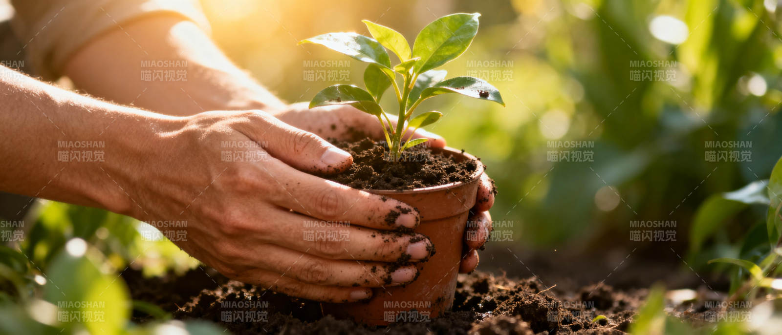 手捧绿植 呵护生命图片