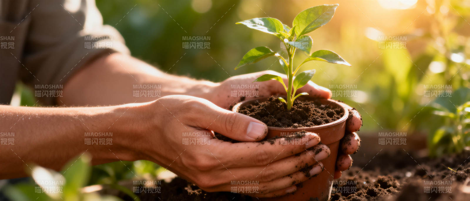 呵护新生绿植图片