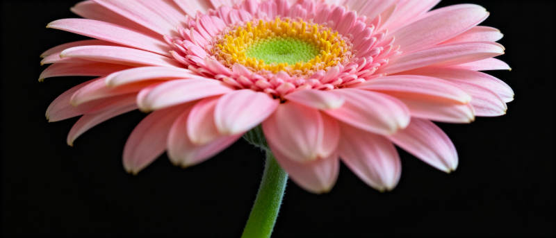 粉红雏菊绽放图片