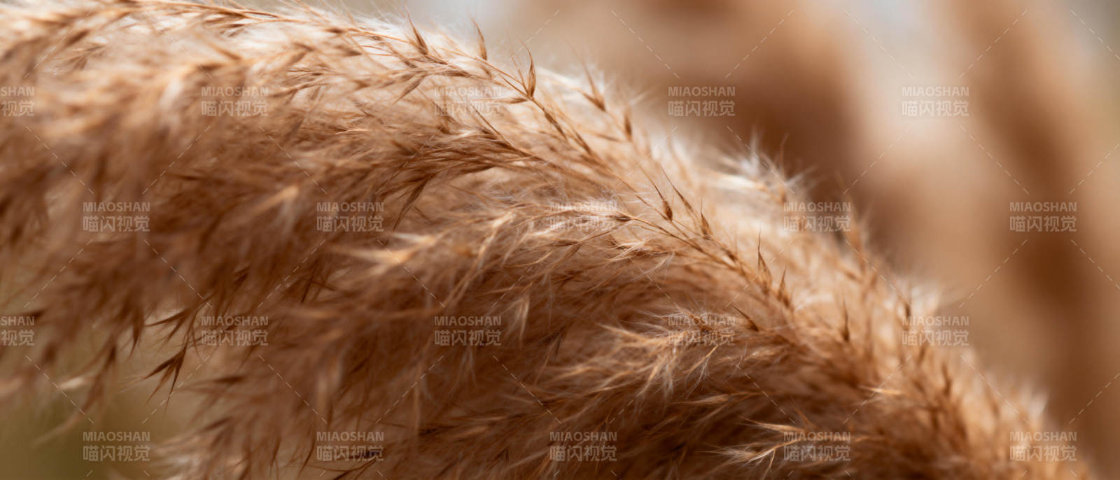 芦苇轻舞秋风中图片