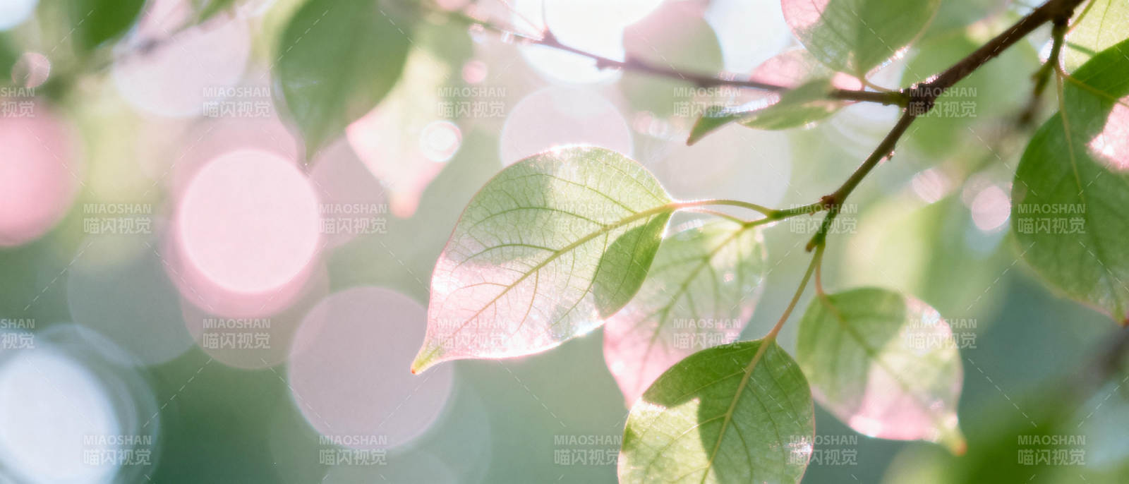 绿叶映光 春意盎然图片