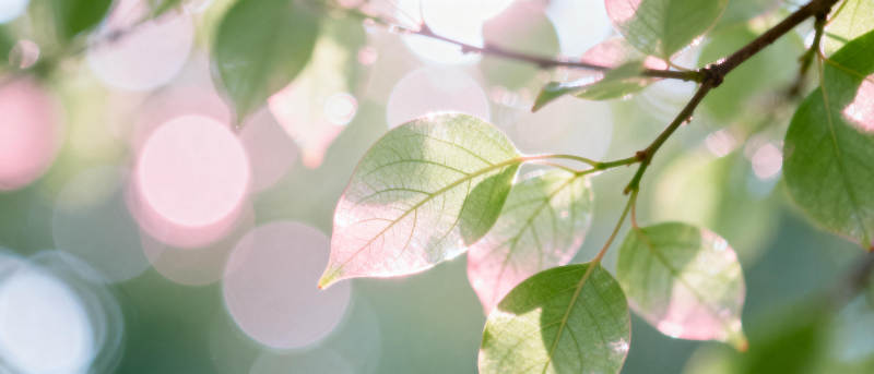 绿叶映光 春意盎然图片