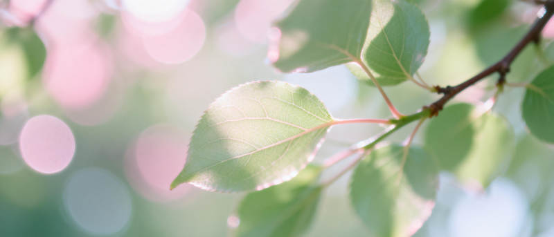 春日绿叶生机盎然图片