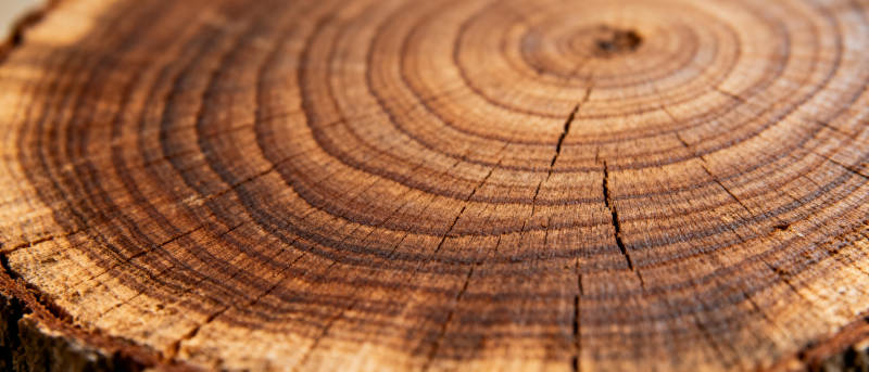 年轮纹理图片