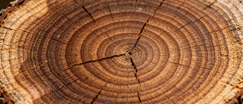 年轮纹理图片