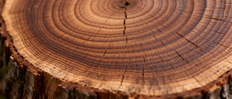 年轮纹理特写图片