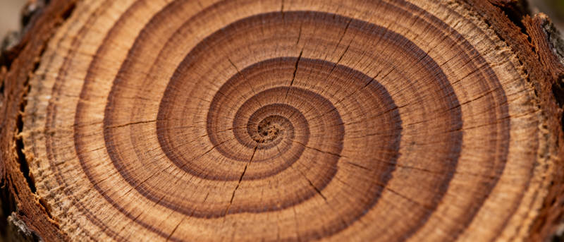 年轮之美图片