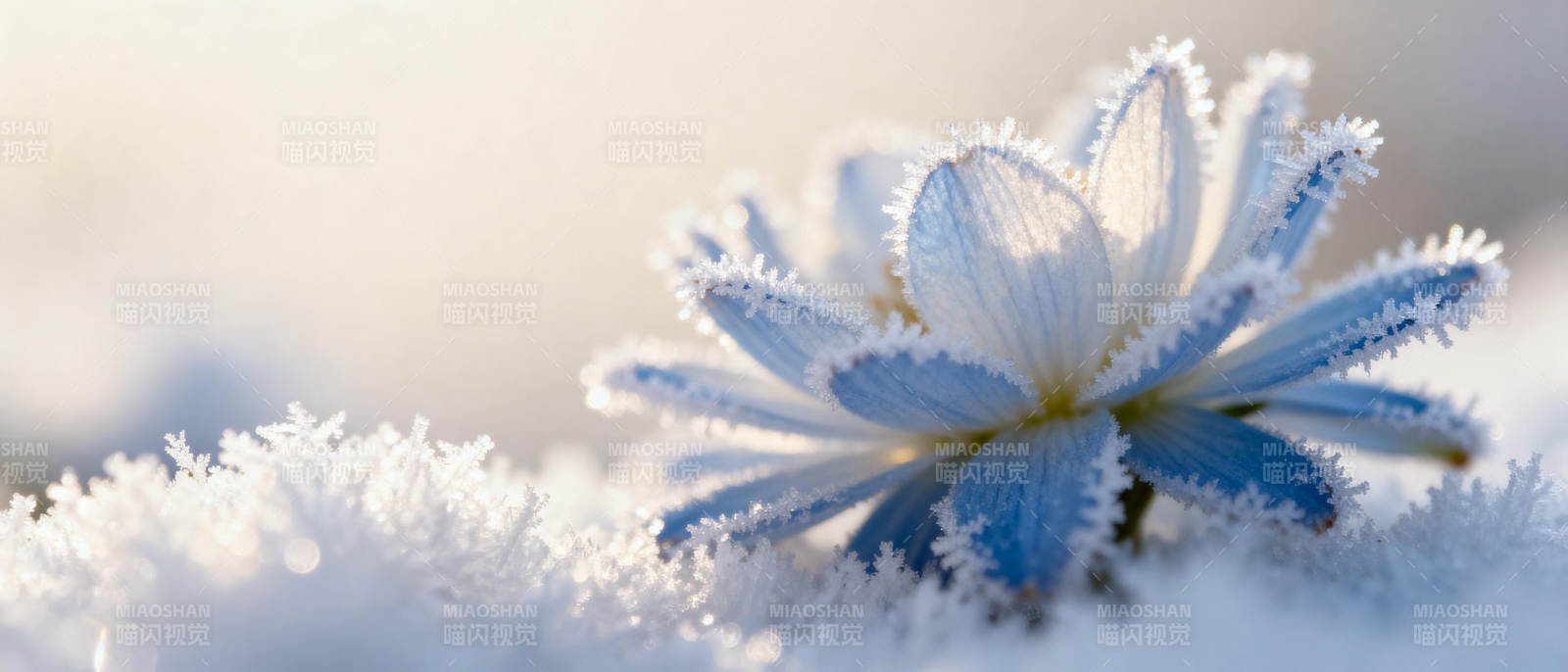 雪中蓝花绽放图片