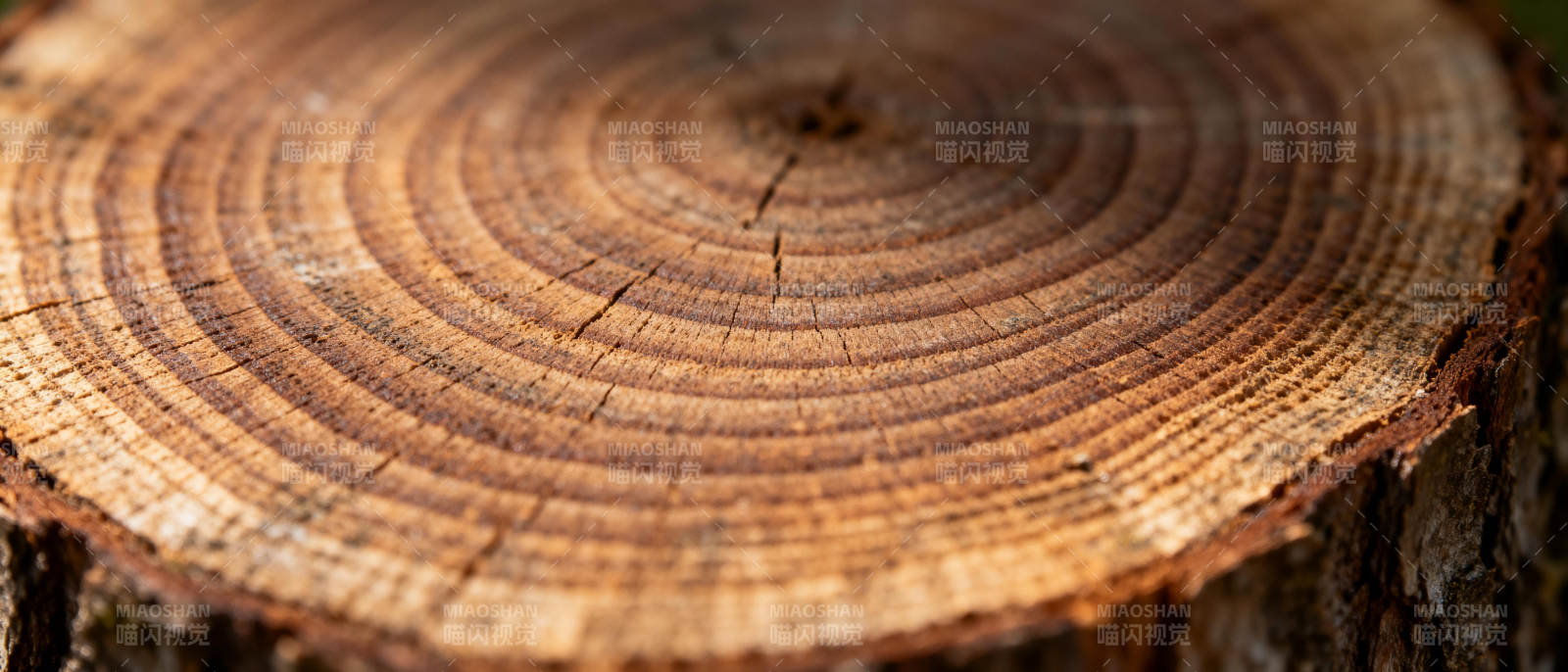 年轮纹理特写图片