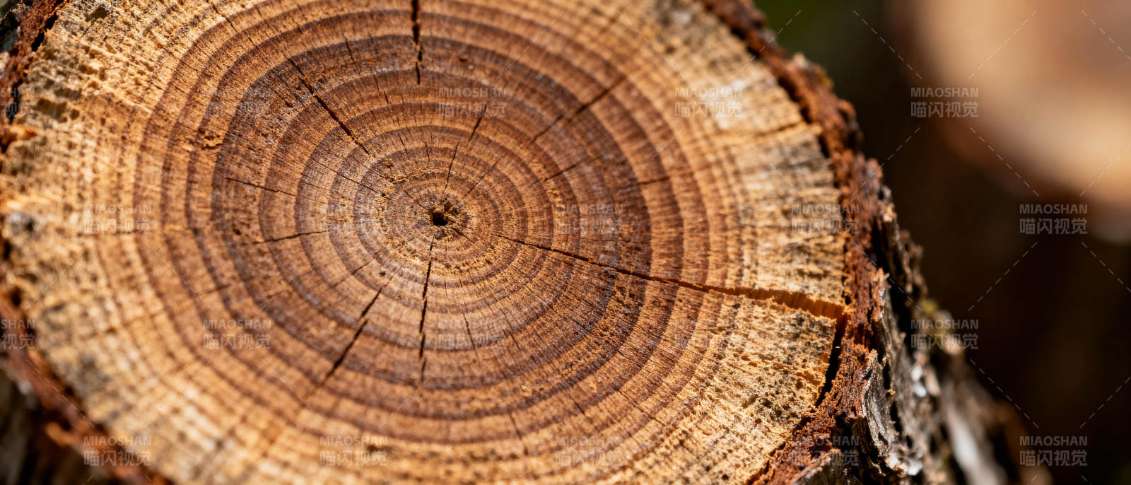 年轮纹理特写图片