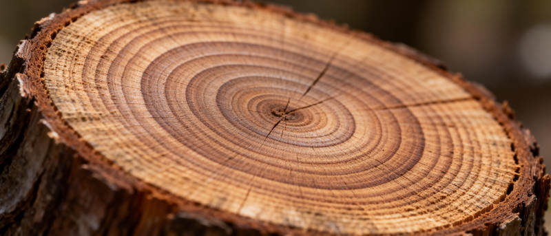 年轮纹理特写图片