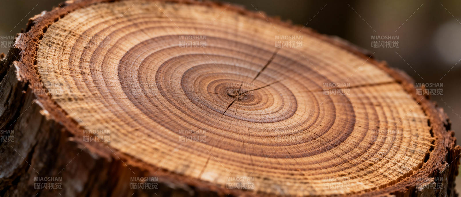 年轮纹理特写图片