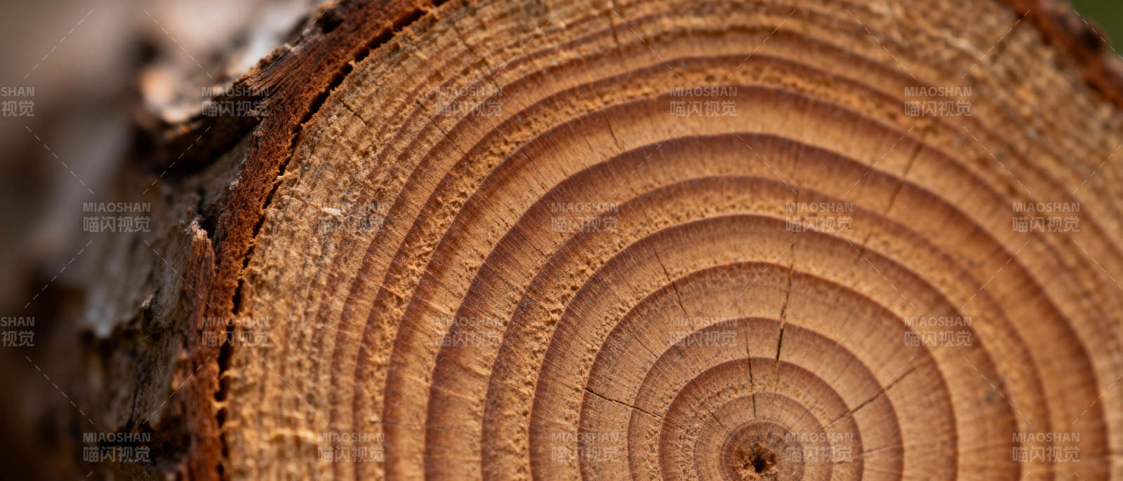 年轮纹理图片
