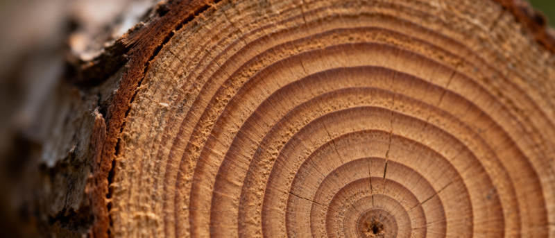 年轮纹理图片