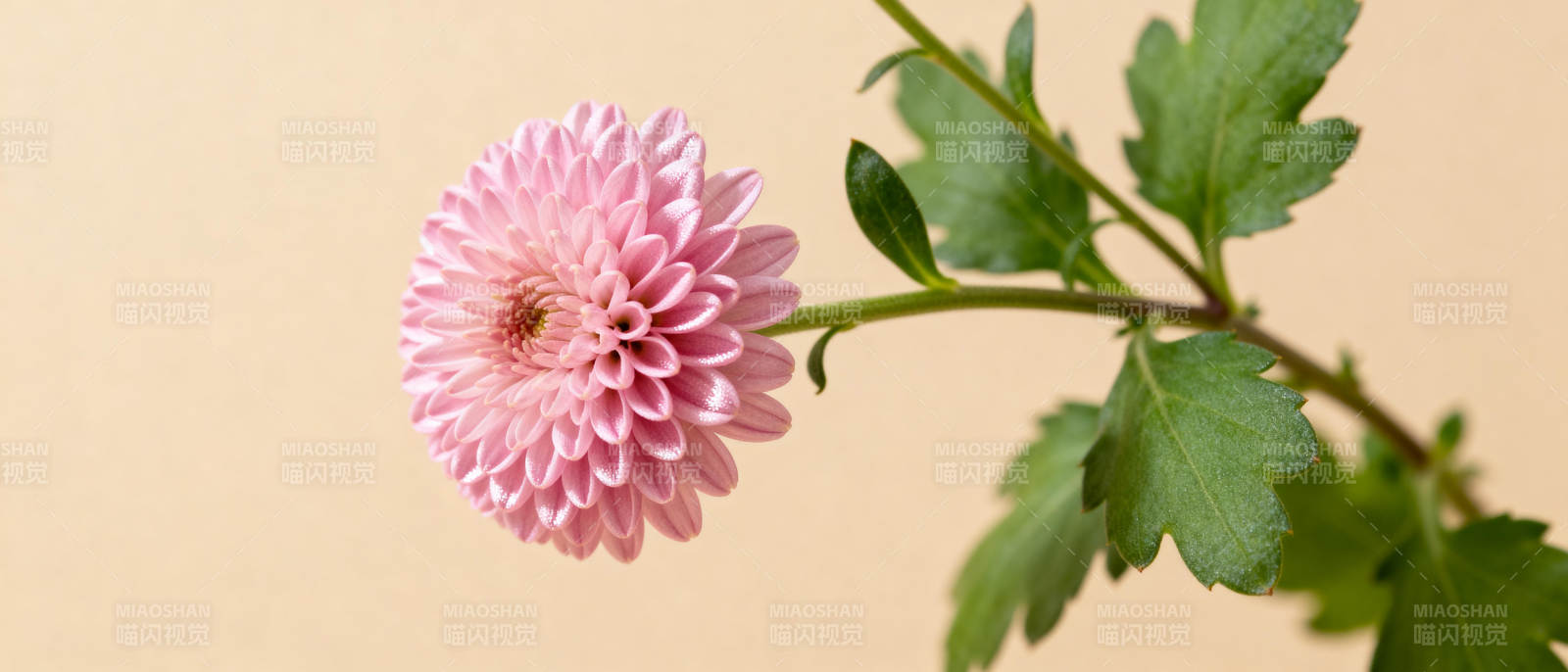 粉菊绽放图片