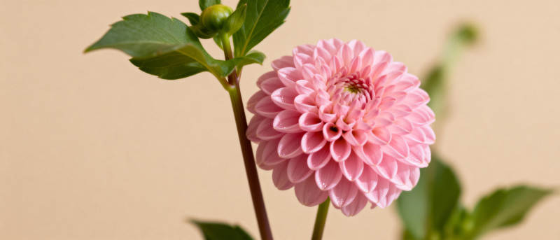 粉菊绽放 柔美动人图片