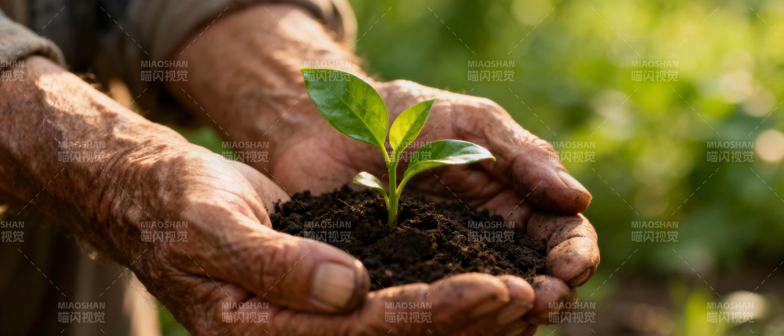 双手捧着嫩绿新芽图片