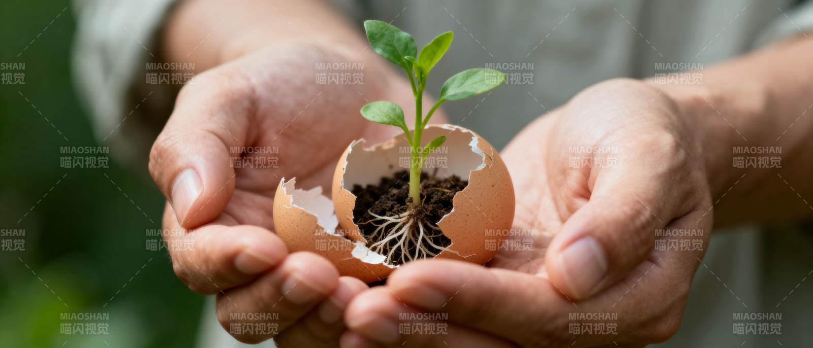 绿芽破壳 生命萌发图片