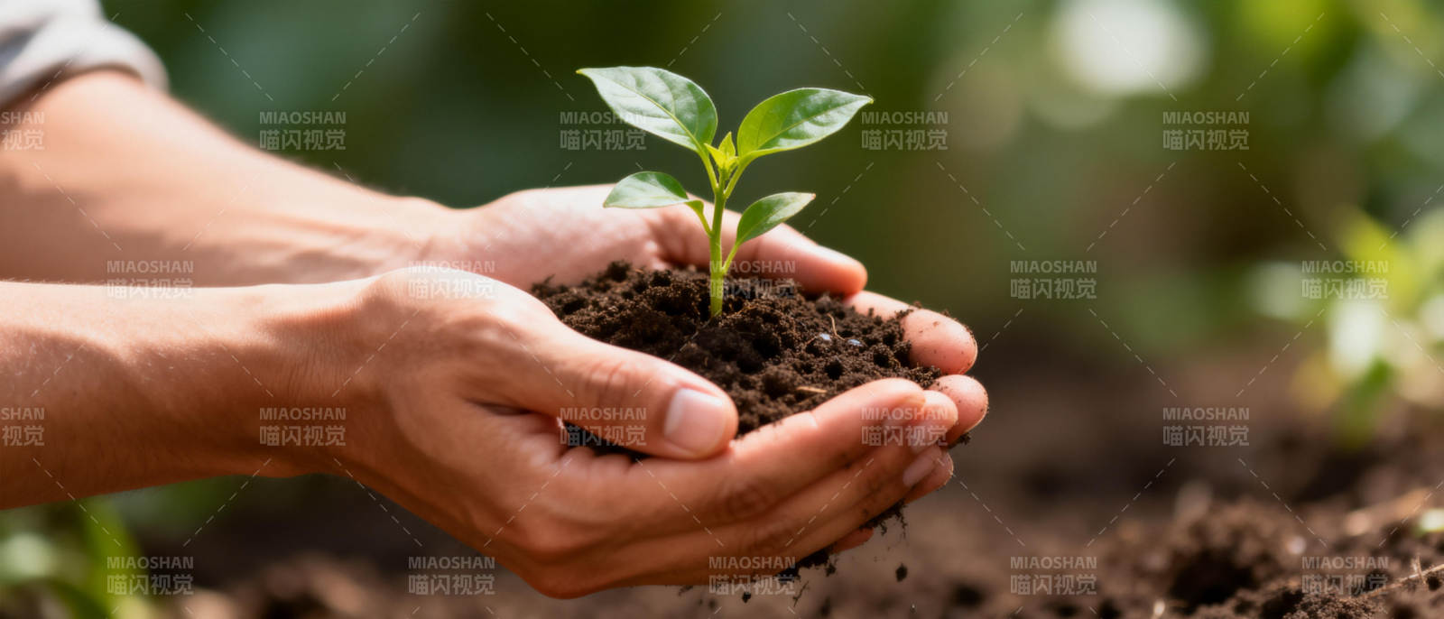 双手捧着幼苗图片