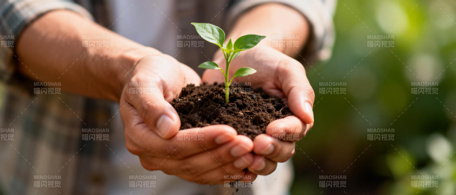 双手捧着幼苗图片