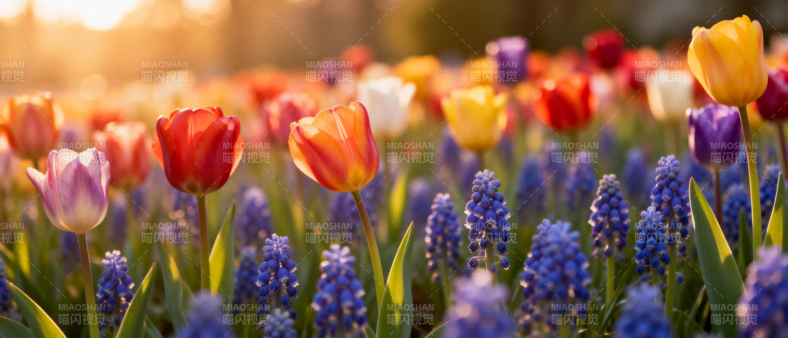 春日花海绽放图片