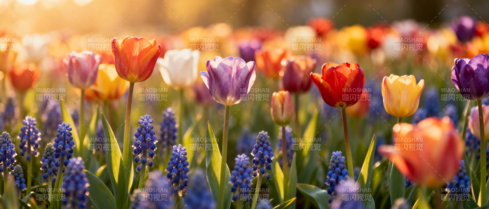 春日花海绽放图片